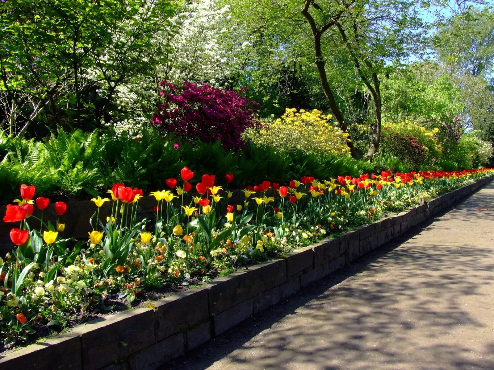 Spring tulips and flowering shrubs along a stone-edged garden bed
